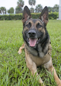 types of military dogs